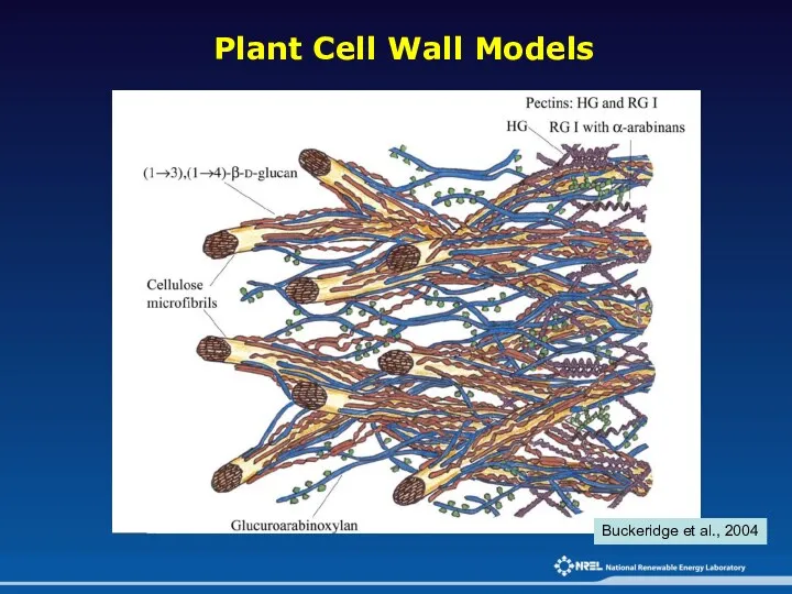 Plant Cell Wall Models Buckeridge et al., 2004