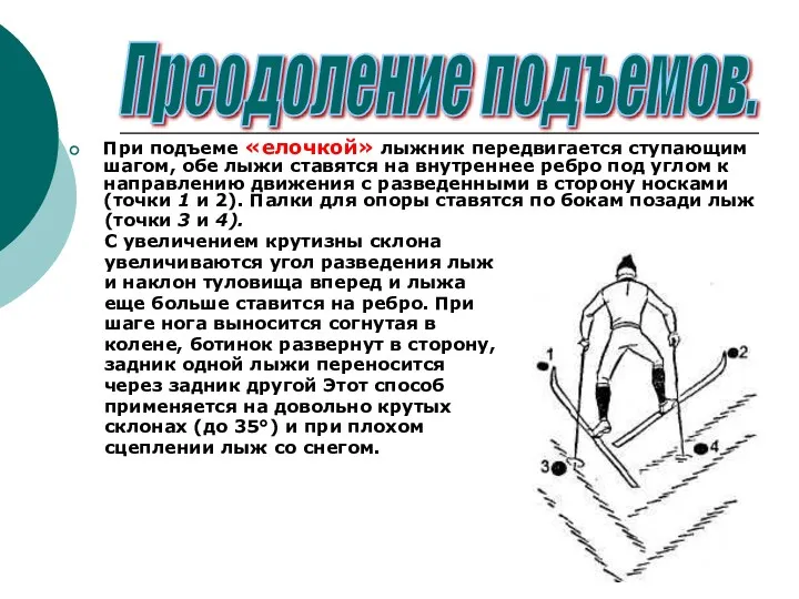 При подъеме «елочкой» лыжник передвигается ступающим шагом, обе лыжи ставятся