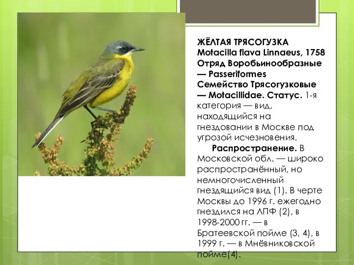 ЖЁЛТАЯ ТРЯСОГУЗКА Motacilla flava Linnaeus, 1758 Отряд Воробьинообразные — Passeriformes