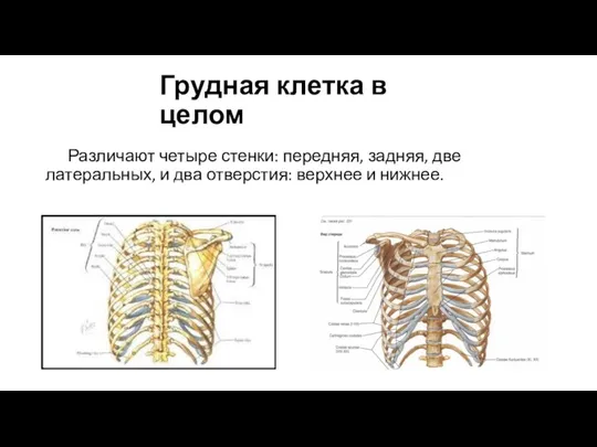 Грудная клетка в целом Различают четыре стенки: передняя, задняя, две