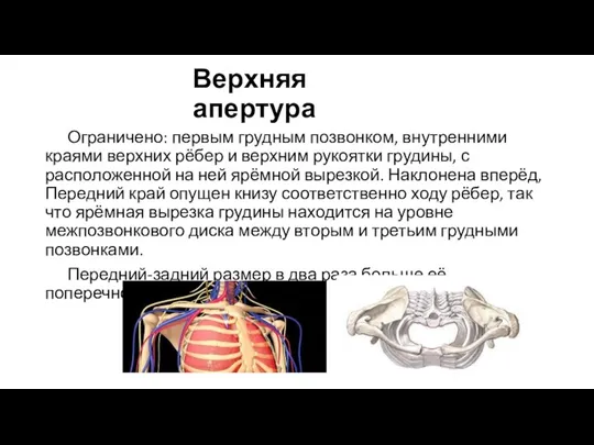 Верхняя апертура Ограничено: первым грудным позвонком, внутренними краями верхних рёбер