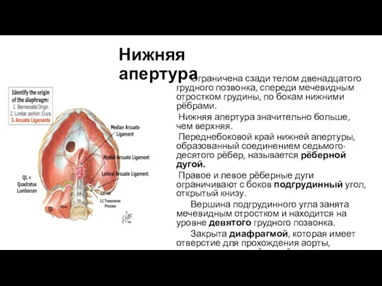 Нижняя апертура Ограничена сзади телом двенадцатого грудного позвонка, спереди мечевидным