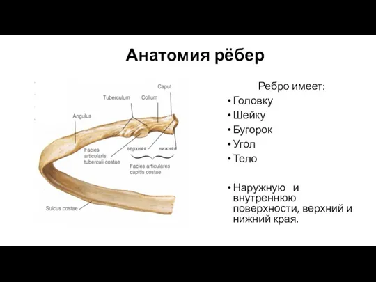 Анатомия рёбер Ребро имеет: Головку Шейку Бугорок Угол Тело Наружную