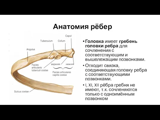 Анатомия рёбер Головка имеет гребень головки ребра для сочленения с