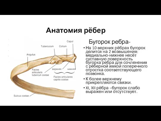 Анатомия рёбер Бугорок ребра- На 10 верхних рёбрах бугорок делится