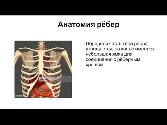 Анатомия рёбер Передняя часть тела ребра утолщается, на конце имеется