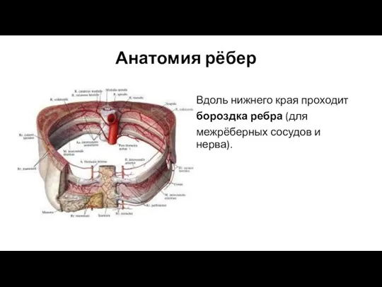 Анатомия рёбер Вдоль нижнего края проходит бороздка ребра (для межрёберных сосудов и нерва).