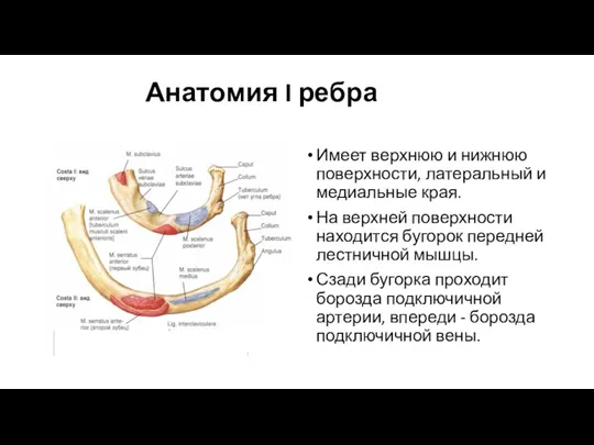 Анатомия I ребра Имеет верхнюю и нижнюю поверхности, латеральный и