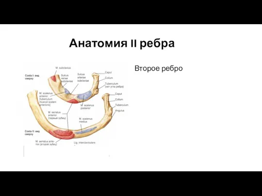 Анатомия II ребра Второе ребро