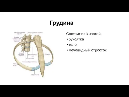 Грудина Состоит из 3 частей: рукоятка тело мечевидный отросток