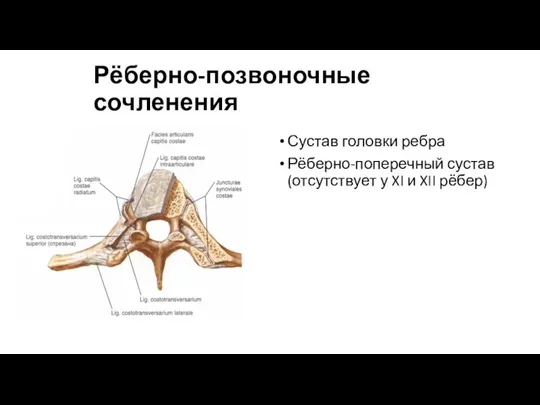 Рёберно-позвоночные сочленения Сустав головки ребра Рёберно-поперечный сустав (отсутствует у XI и XII рёбер)