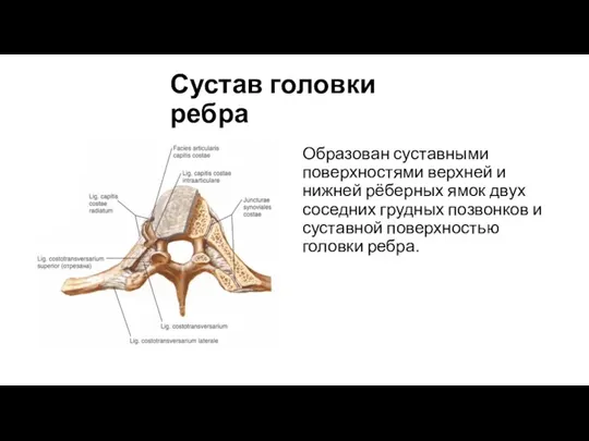 Сустав головки ребра Образован суставными поверхностями верхней и нижней рёберных
