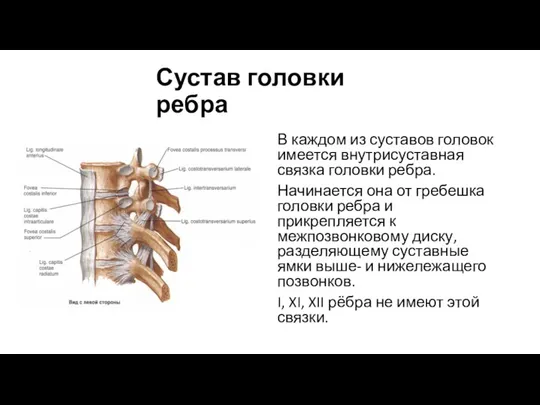 Сустав головки ребра В каждом из суставов головок имеется внутрисуставная