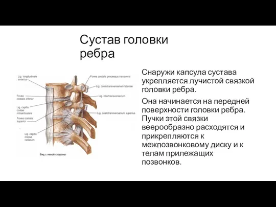 Сустав головки ребра Снаружи капсула сустава укрепляется лучистой связкой головки