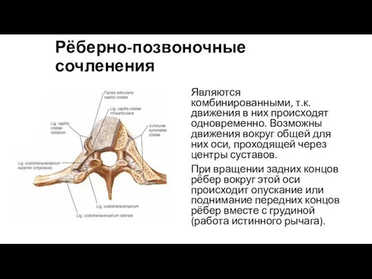 Рёберно-позвоночные сочленения Являются комбинированными, т.к. движения в них происходят одновременно.