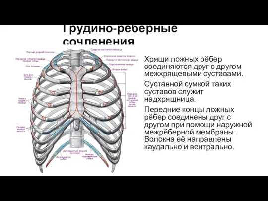 Грудино-рёберные сочленения Хрящи ложных рёбер соединяются друг с другом межхрящевыми