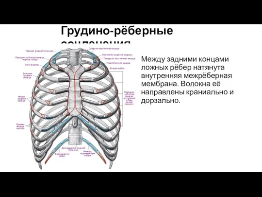 Грудино-рёберные сочленения Между задними концами ложных рёбер натянута внутренняя межрёберная