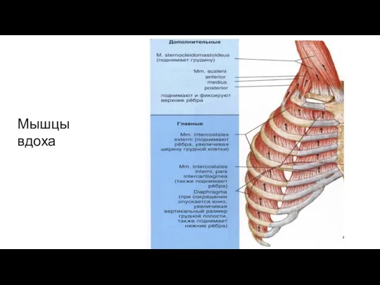 Мышцы вдоха
