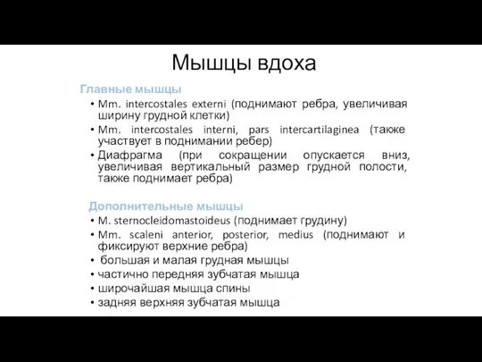 Мышцы вдоха Главные мышцы Mm. intercostales externi (поднимают ребра, увеличивая