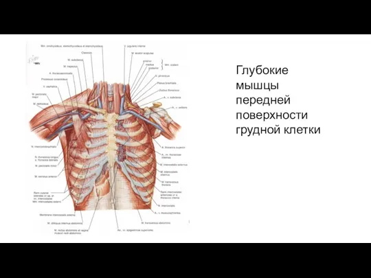 Глубокие мышцы передней поверхности грудной клетки