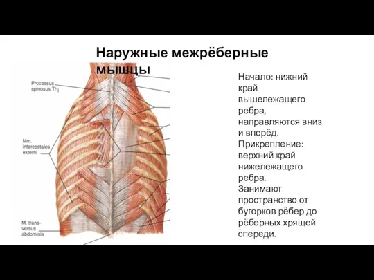 Наружные межрёберные мышцы Начало: нижний край вышележащего ребра, направляются вниз