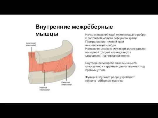 Внутренние межрёберные мышцы Начало: верхний край нижележащёго ребра и соответствующего