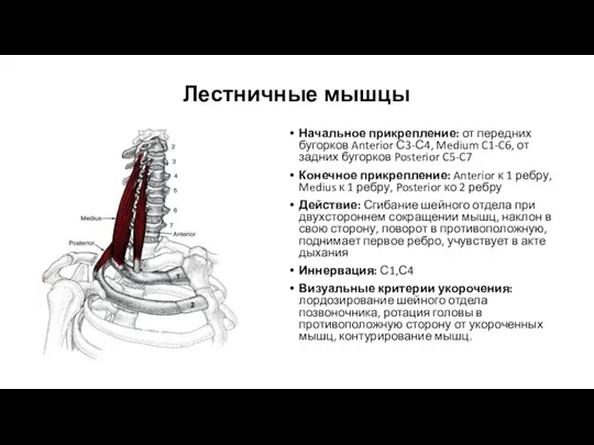 Начальное прикрепление: от передних бугорков Anterior С3-С4, Medium C1-C6, от