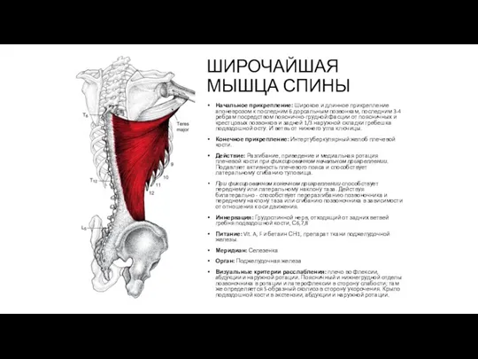 ШИРОЧАЙШАЯ МЫШЦА СПИНЫ Начальное прикрепление: Широкое и длинное прикрепление апоневрозом