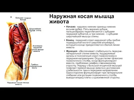 Наружная косая мышца живота Начало: наружно нижние границы нижних восьми