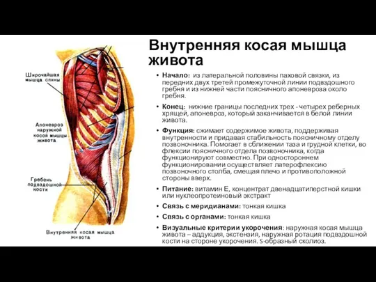 Внутренняя косая мышца живота Начало: из латеральной половины паховой связки,