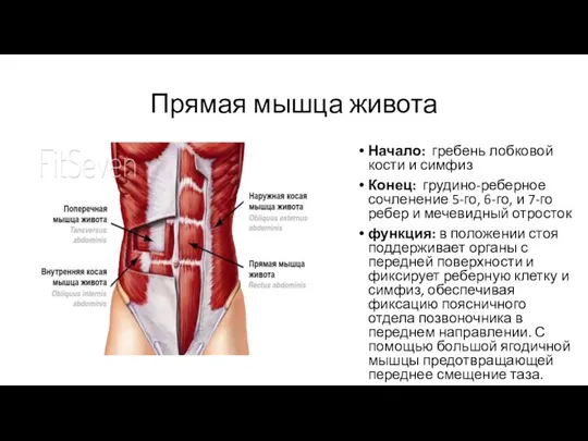 Прямая мышца живота Начало: гребень лобковой кости и симфиз Конец: