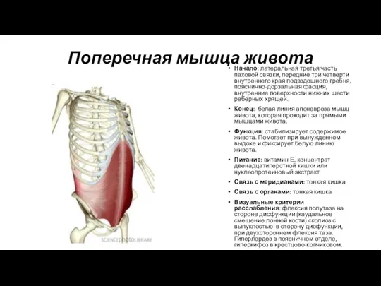 Поперечная мышца живота Начало: латеральная третья часть паховой связки, передние