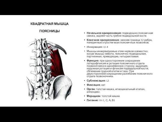 КВАДРАТНАЯ МЫШЦА ПОЯСНИЦЫ Начальное прикрепление: подвздошно-поясничная связка, задняя часть гребня