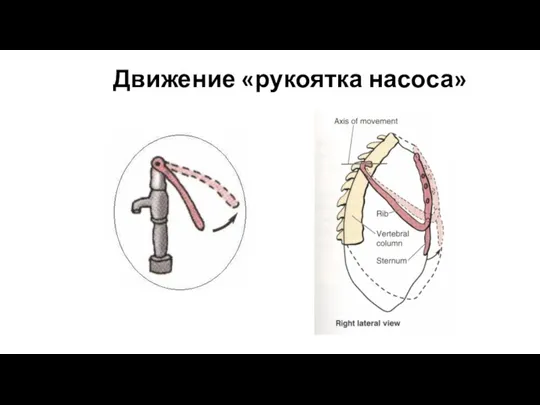 Движение «рукоятка насоса»