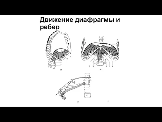 Движение диафрагмы и ребер