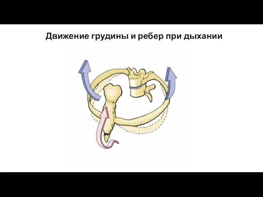 Движение грудины и ребер при дыхании