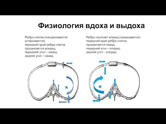 Физиология вдоха и выдоха Ребро слегка поворачивается (открывается): передний край