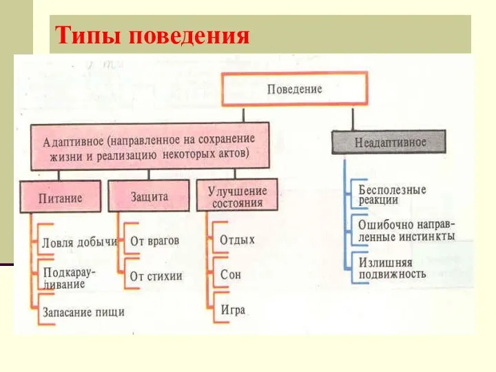 Типы поведения