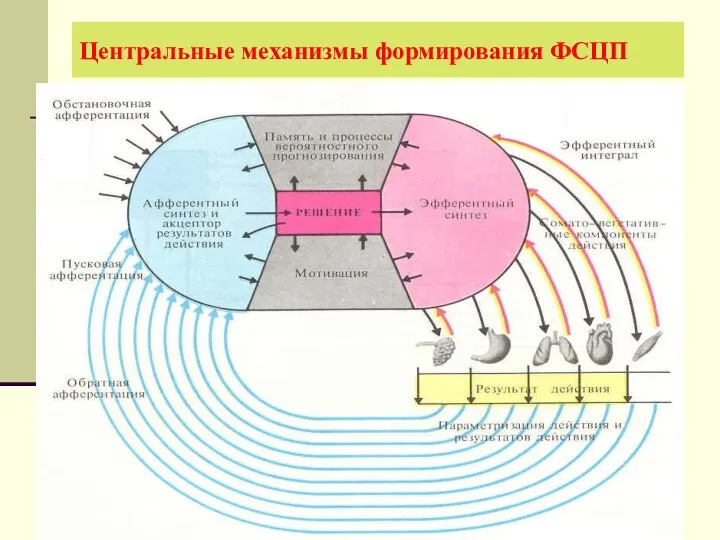 Центральные механизмы формирования ФСЦП