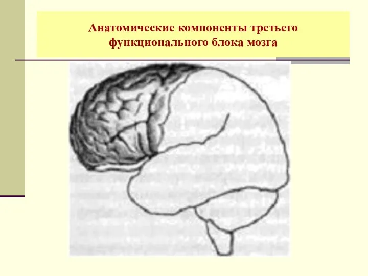 Анатомические компоненты третьего функционального блока мозга