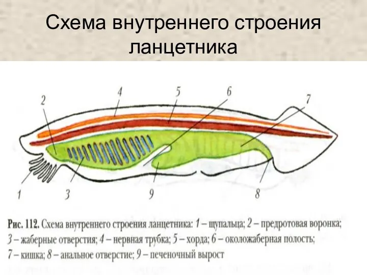 Схема внутреннего строения ланцетника