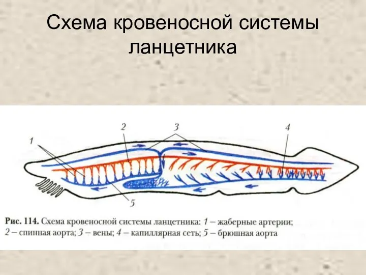 Схема кровеносной системы ланцетника