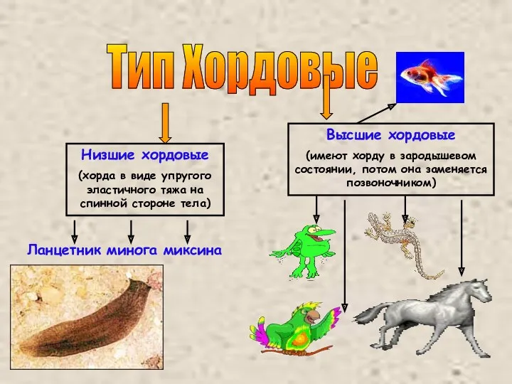 Тип Хордовые Низшие хордовые (хорда в виде упругого эластичного тяжа