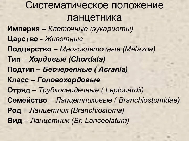 Систематическое положение ланцетника Империя – Клеточные (эукариоты) Царство - Животные