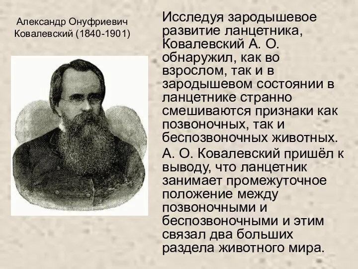 Александр Онуфриевич Ковалевский (1840-1901) Исследуя зародышевое развитие ланцетника, Ковалевский А.