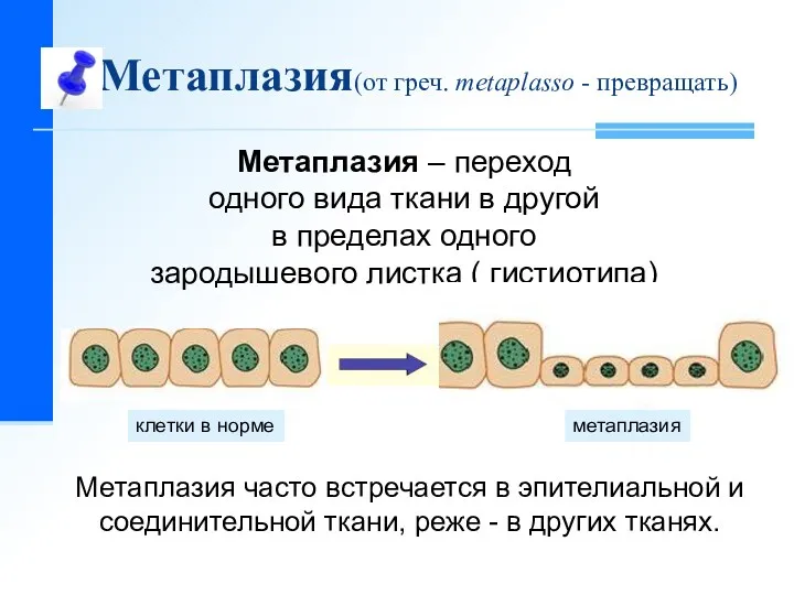 Метаплазия(от греч. metaplasso - превращать) Метаплазия – переход одного вида ткани в другой