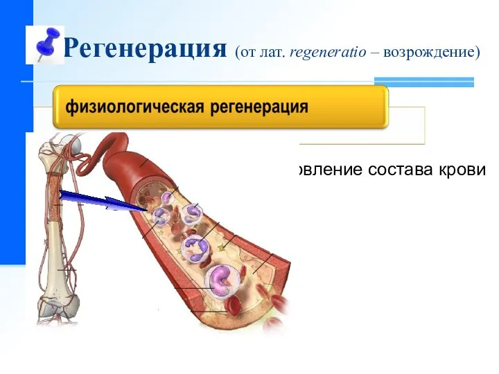 Регенерация (от лат. regeneratio – возрождение) Пример: Обновление состава крови