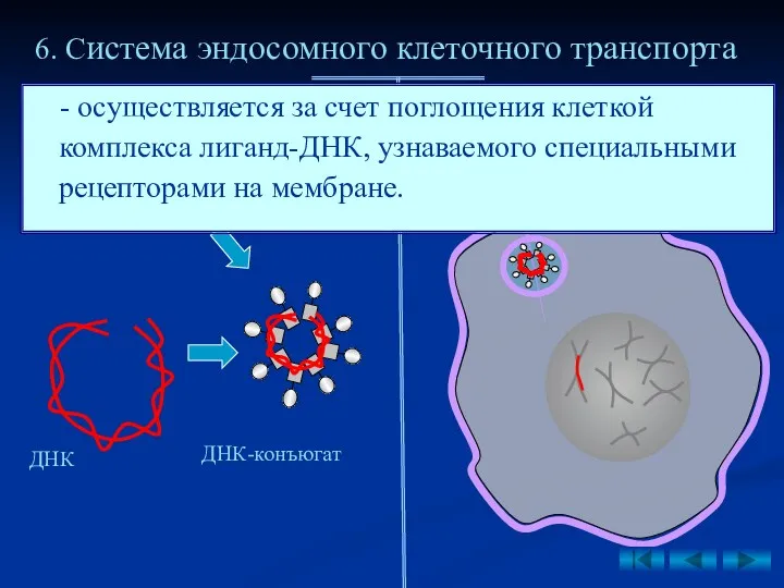 6. Система эндосомного клеточного транспорта Полилизин Лиганд ДНК ДНК-конъюгат -