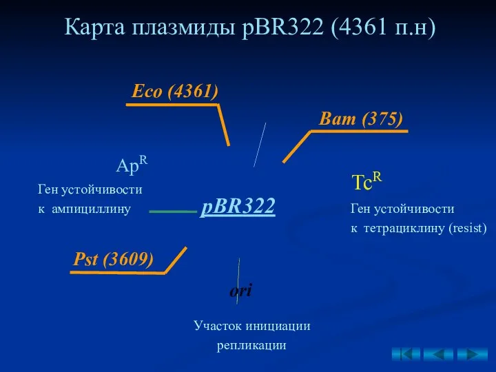 pBR322 Карта плазмиды pBR322 (4361 п.н) Ген устойчивости к тетрациклину