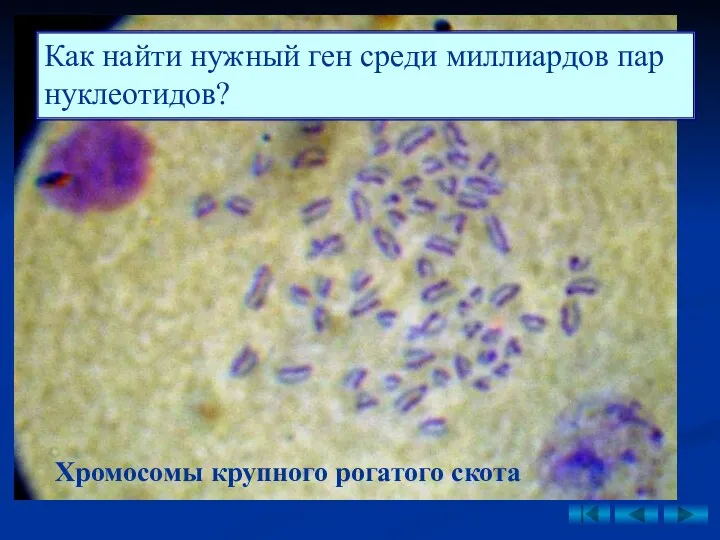 Как найти нужный ген среди миллиардов пар нуклеотидов? Хромосомы крупного рогатого скота